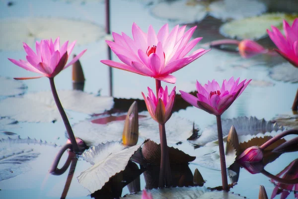 Texture lotus — Photo