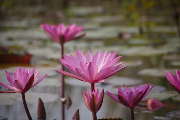 Lotuses texture — Stock Photo, Image