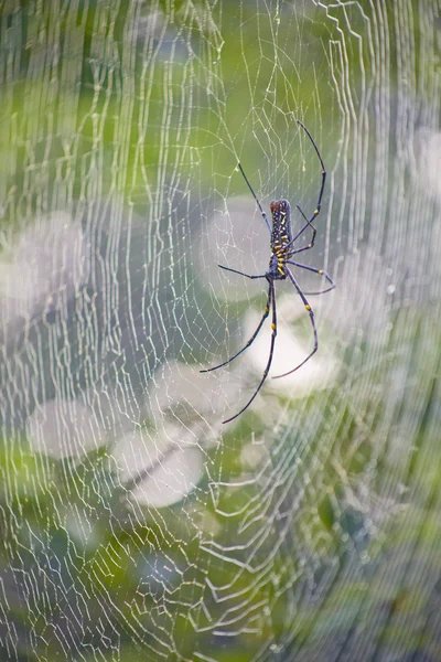 Spinne im Netz — Stockfoto