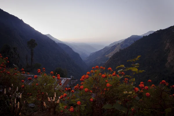 Himalaya und Blumen — Stockfoto