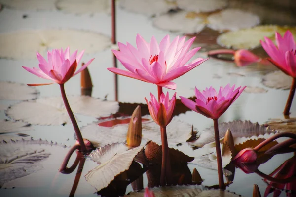 Lotus flowers — Stock Photo, Image