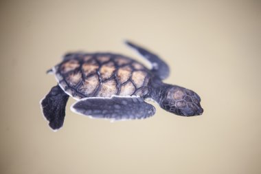 Bebek kaplumbağa