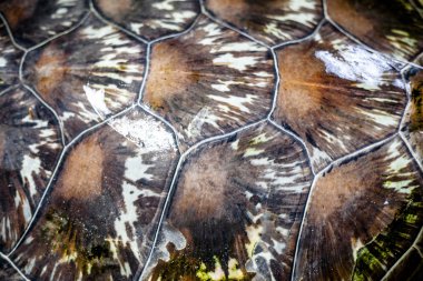 kaplumbağanın arka