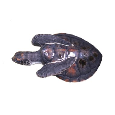 Bebek kaplumbağa