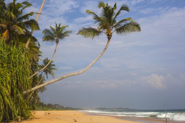 Sri Lanka 'da plaj