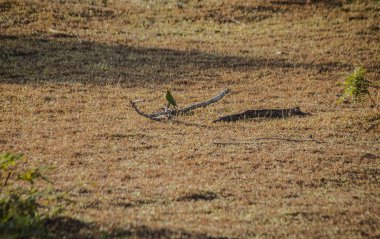 녹색 병 자리 잡고