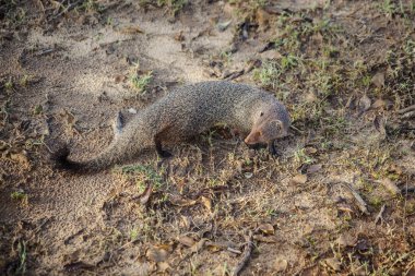 cüce Firavun faresi