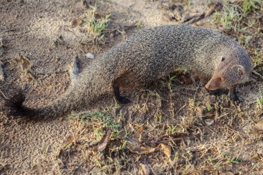 cüce Firavun faresi