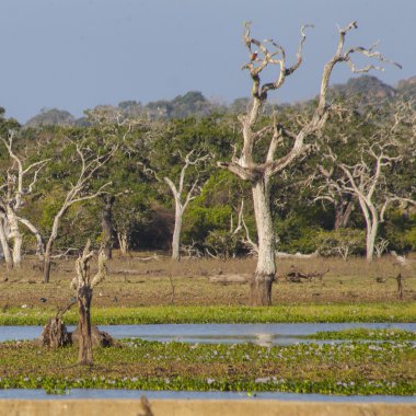 Kuşlar, doğa ve manzara