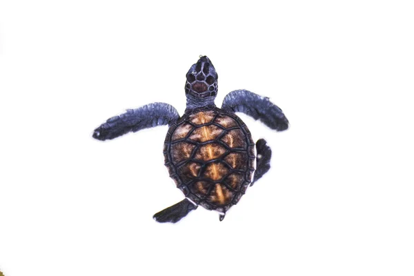 Bebek kaplumbağa — Stok fotoğraf