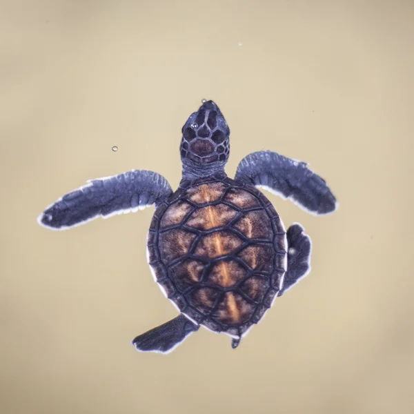 Baby sköldpadda — Stockfoto