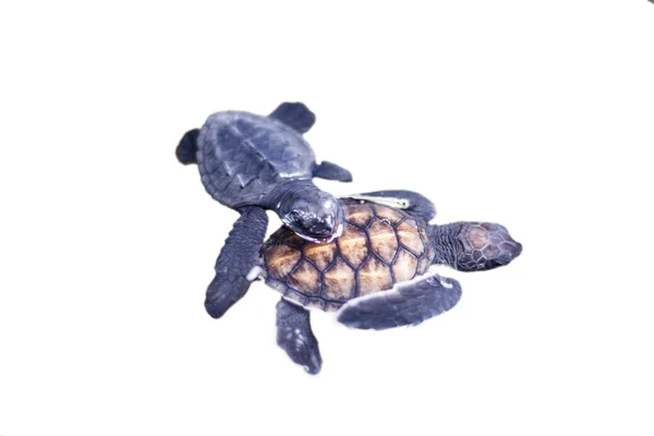 Детская черепаха — стоковое фото