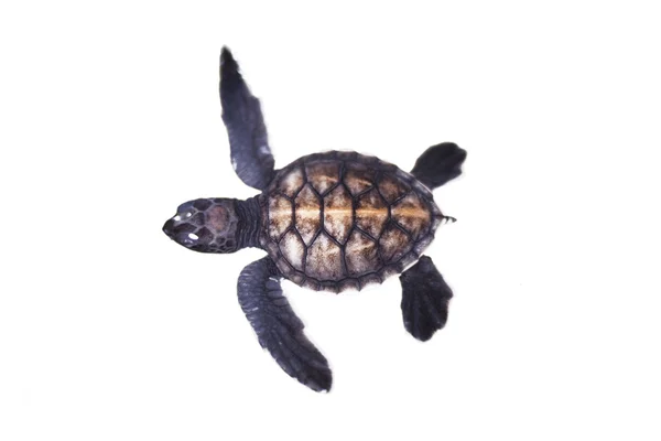 Baby sköldpadda — Stockfoto