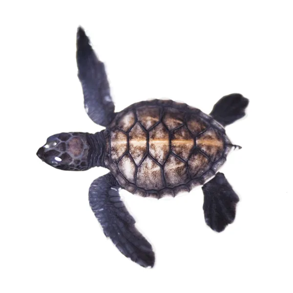 Schildkrötenbaby — Stockfoto