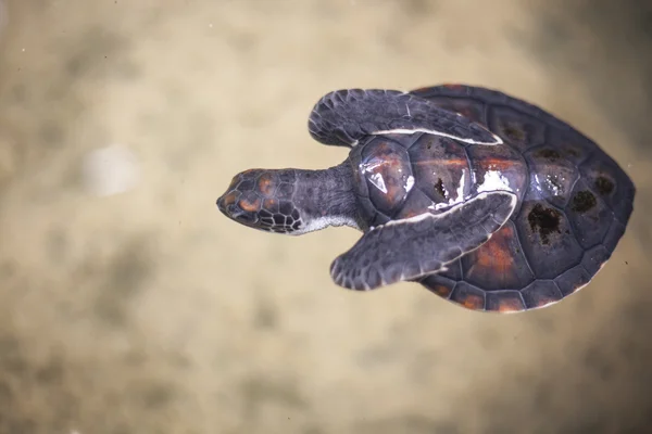 Baby turtle — Stock Photo, Image