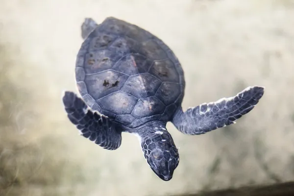Детская черепаха — стоковое фото