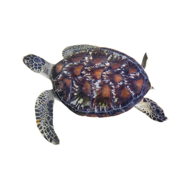 Sea turtle — Stock Photo, Image