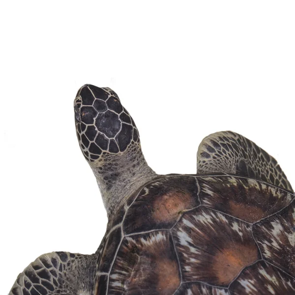 Sea turtle — Stock Photo, Image