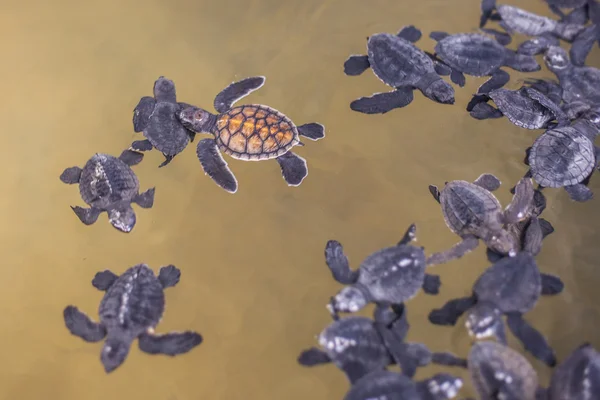 Baby turtle — Stock Photo, Image