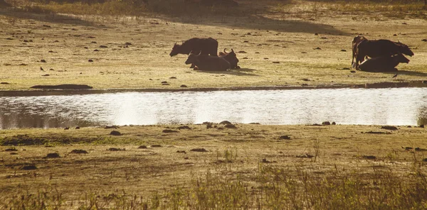 Wildwasserbüffel — Stockfoto