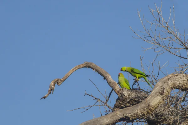 Paire de perroquets verts oiseau — Photo