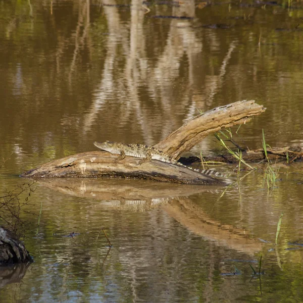 Crocodile — Stock Photo, Image