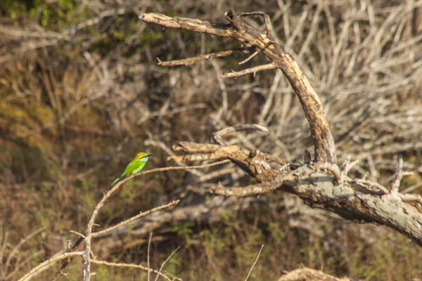 Zelená bee-eater posazený — Stock fotografie