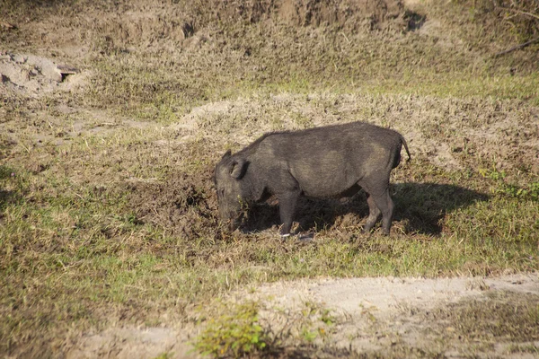 Wildschweine — Stockfoto