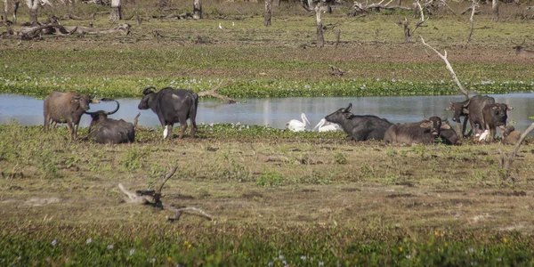 Búfalos de água estão tomando banho em um lago — Fotografia de Stock