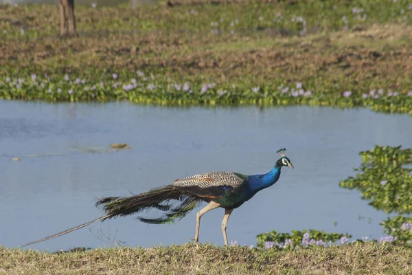 Peacock — Stock Photo, Image