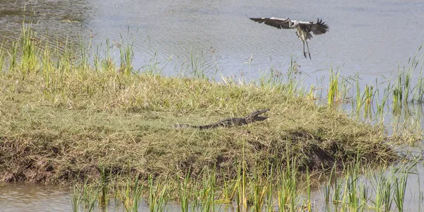 Oiseau et crocodile — Photo