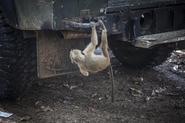 Mono en el coche safari —  Fotos de Stock