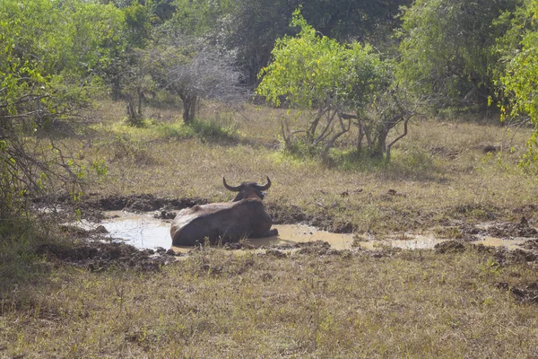 Búfalo de agua salvaje — Foto de Stock