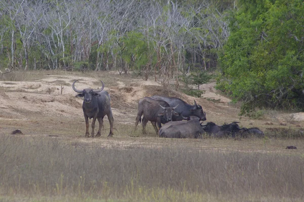 Wild Water Buffalo