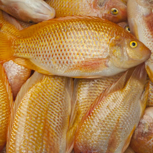 Sea fish — Stock Photo, Image