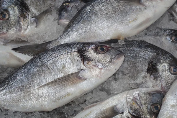 Sea fish — Stock Photo, Image