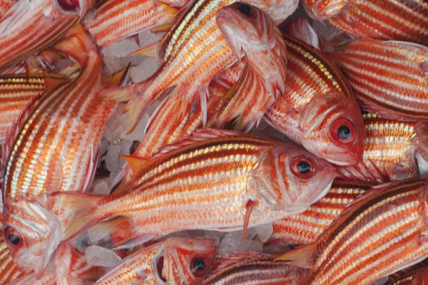 新鲜的红色鱼 — 图库照片
