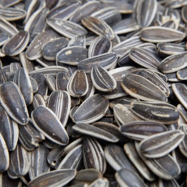 Organik ayçiçeği tohumu