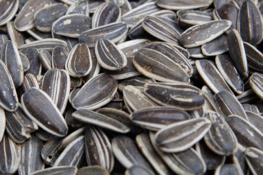 Organik ayçiçeği tohumu