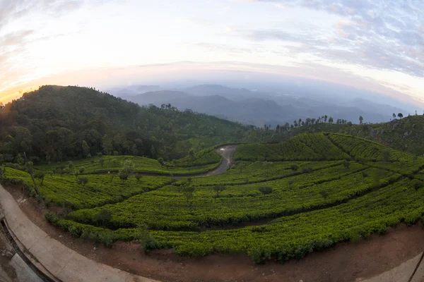 Plantación de té — Foto de Stock