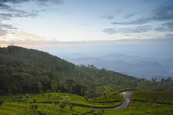 Tea plantation — Stock Photo, Image