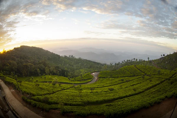 Plantación de té — Foto de Stock