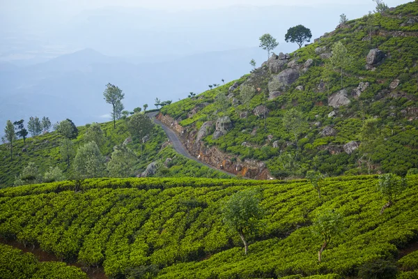 Plantación de té en Sri Lanka — Foto de Stock