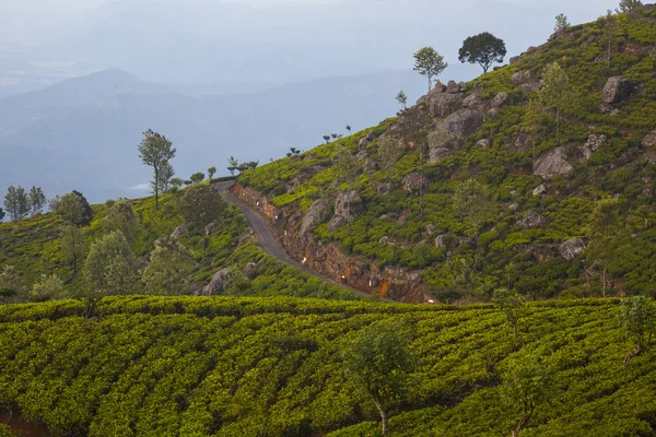 Plantación de té en Sri Lanka — Foto de Stock