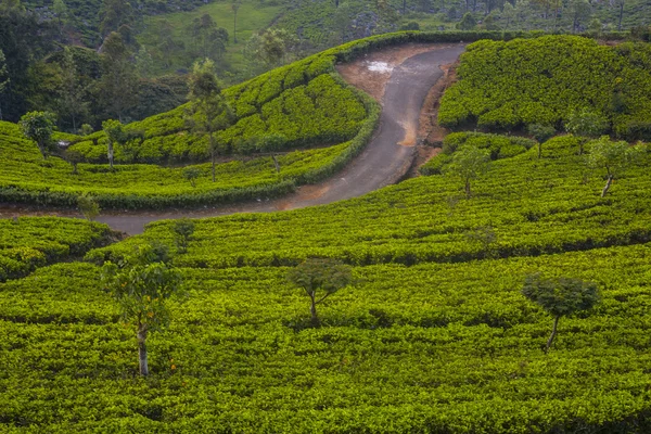 Plantación de té en Sri Lanka — Foto de Stock