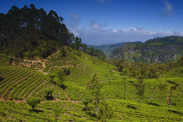 Tea plantation in Sri Lanka — Stock Photo, Image