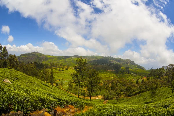 Plantación de té en Sri Lanka — Foto de Stock