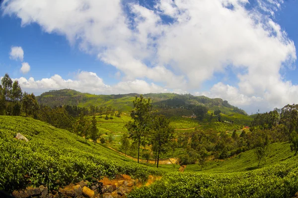 Чайная плантация в Шри-Ланке — стоковое фото