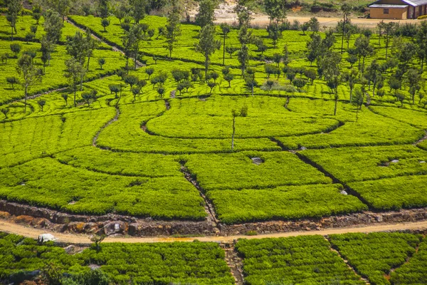 スリランカの茶畑で — ストック写真