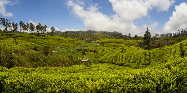 Plantação de chá em Sri Lanka — Fotografia de Stock